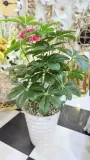 Chiflira Plante artificielle