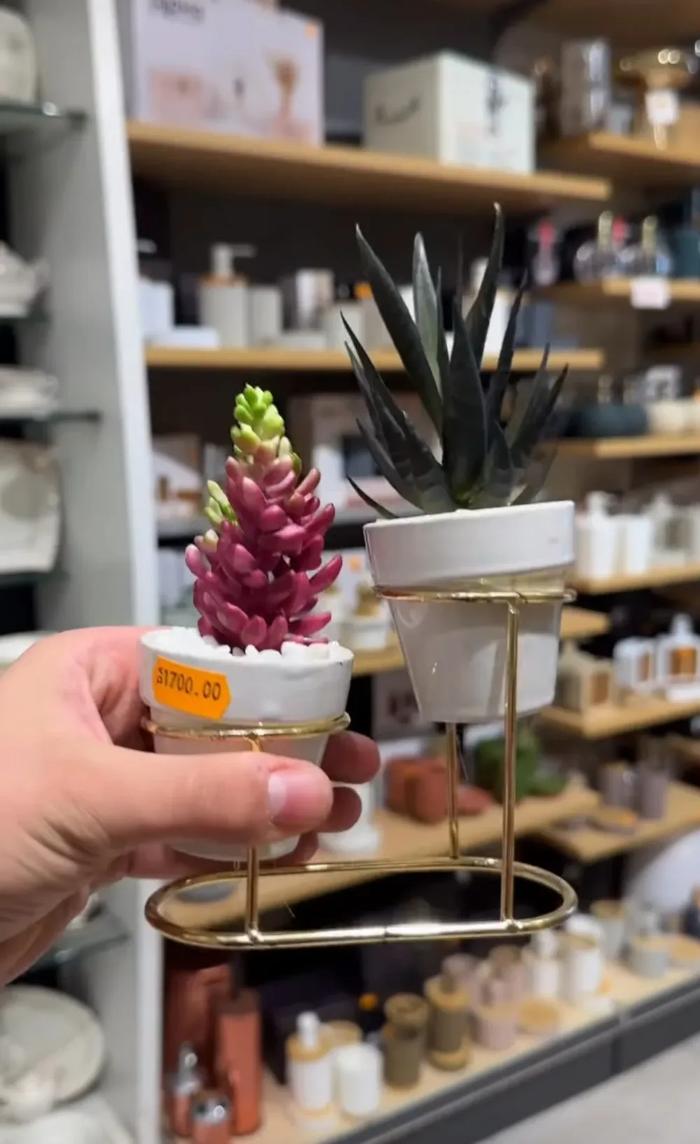 Les plantes decoratives