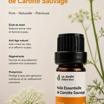 Huile essentielle de carotte sauvage زيت الجزر البري