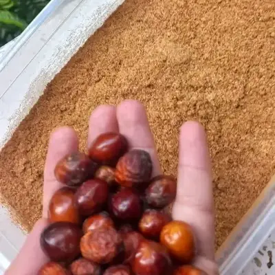 الدوم مرحي