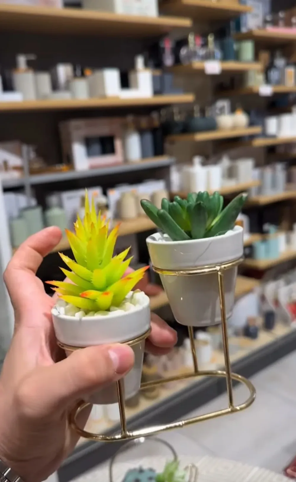 Les plantes decoratives