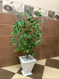 Ficus artificielle 80 cm - شجرة فيكوس اصطناعية