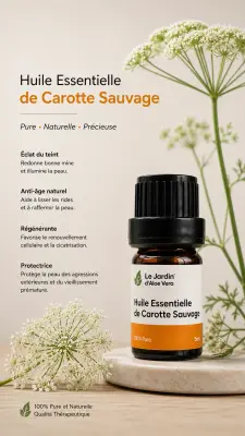 Huile essentielle de carotte sauvage زيت الجزر البري