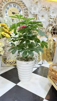 Chiflira Plante artificielle