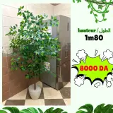 Ficus artificielle 180 cm - شجرة فيكوس اصطناعية
