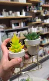 Les plantes decoratives
