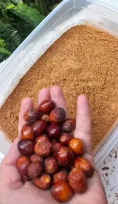 الدوم مرحي
