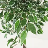 Ficus artificielle 80 cm - شجرة فيكوس اصطناعية