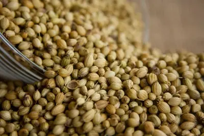 القصبر