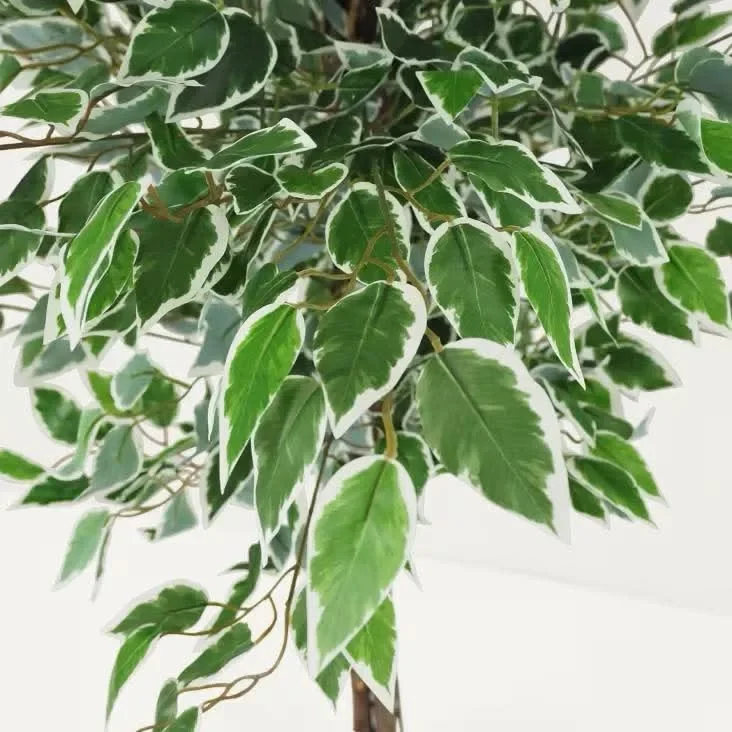 Ficus artificielle 80 cm - شجرة فيكوس اصطناعية