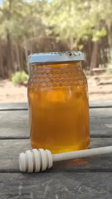 عسل شوك الجمل للكبد