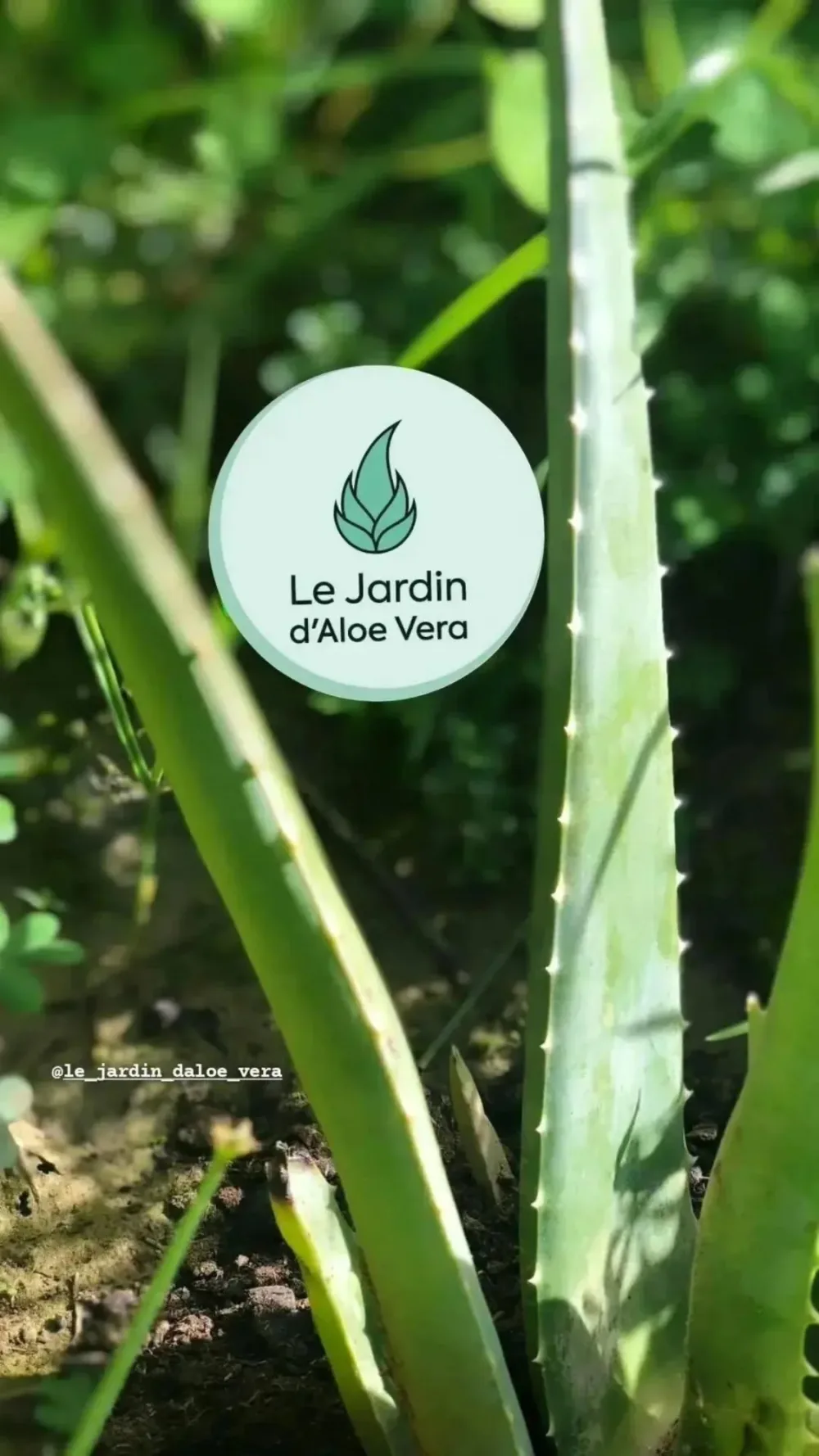 Feuilles d'Aloë Vera أوراق الألويفيرا