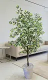 Ficus artificielle 180 cm - شجرة فيكوس اصطناعية
