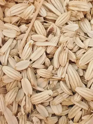 زريعة الدرياس