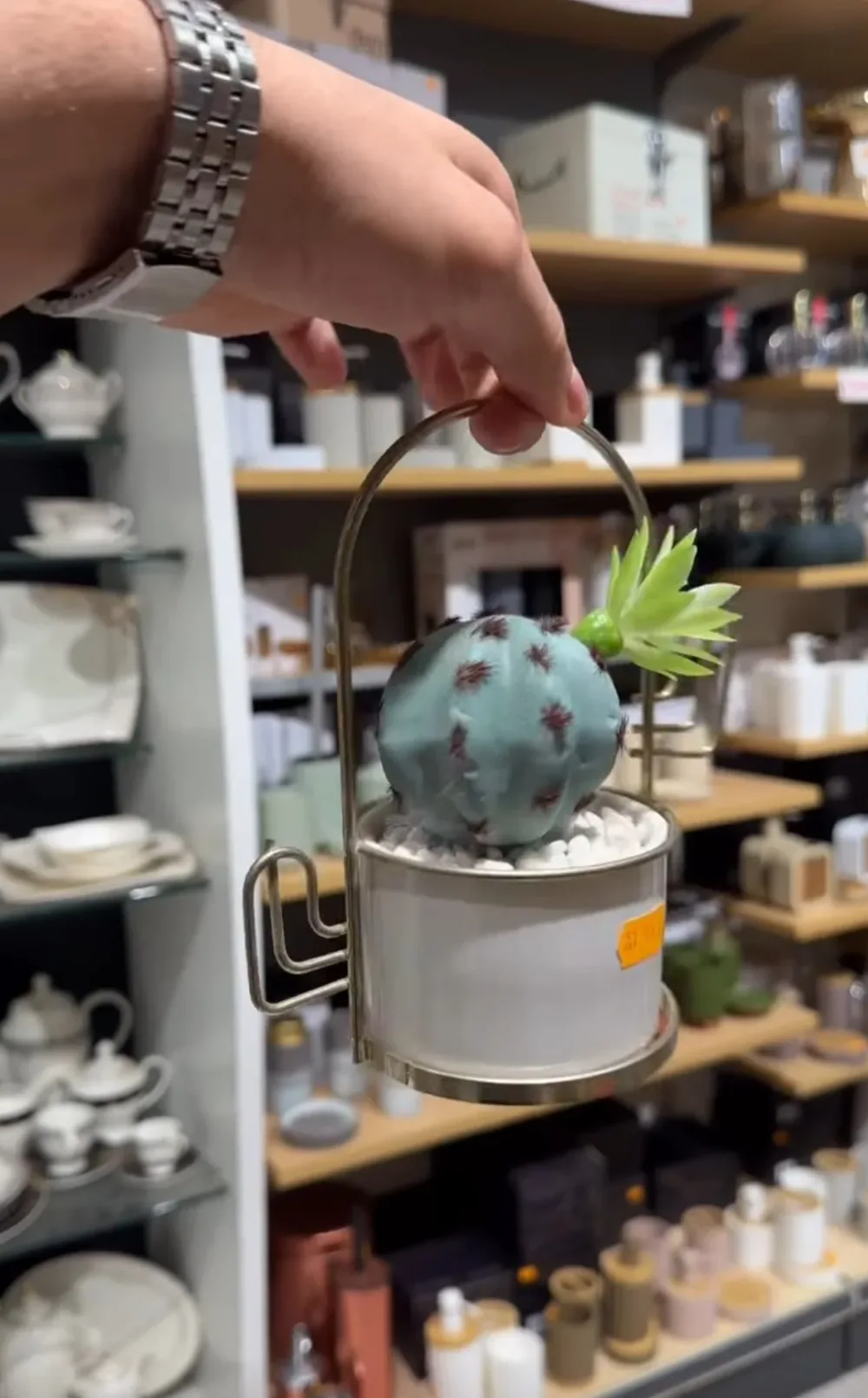 Les plantes decoratives