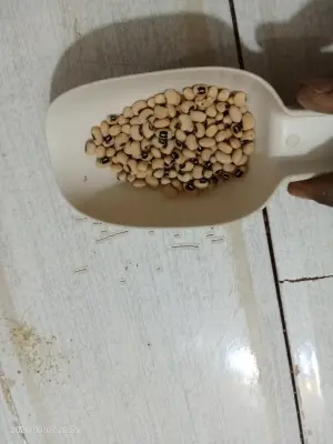 تدلاغت