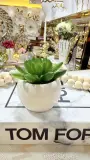 Mini cactus pot en verre