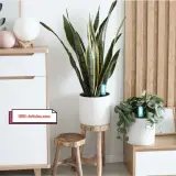 Testeur de Sol Intelligent Tuya Smart Zigbee.