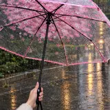 مظلة ساكورا اليابانية الشفافة بورود الكرز