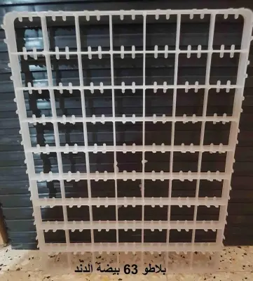 بلاطو 63 بيضة داند (ديك رومي)