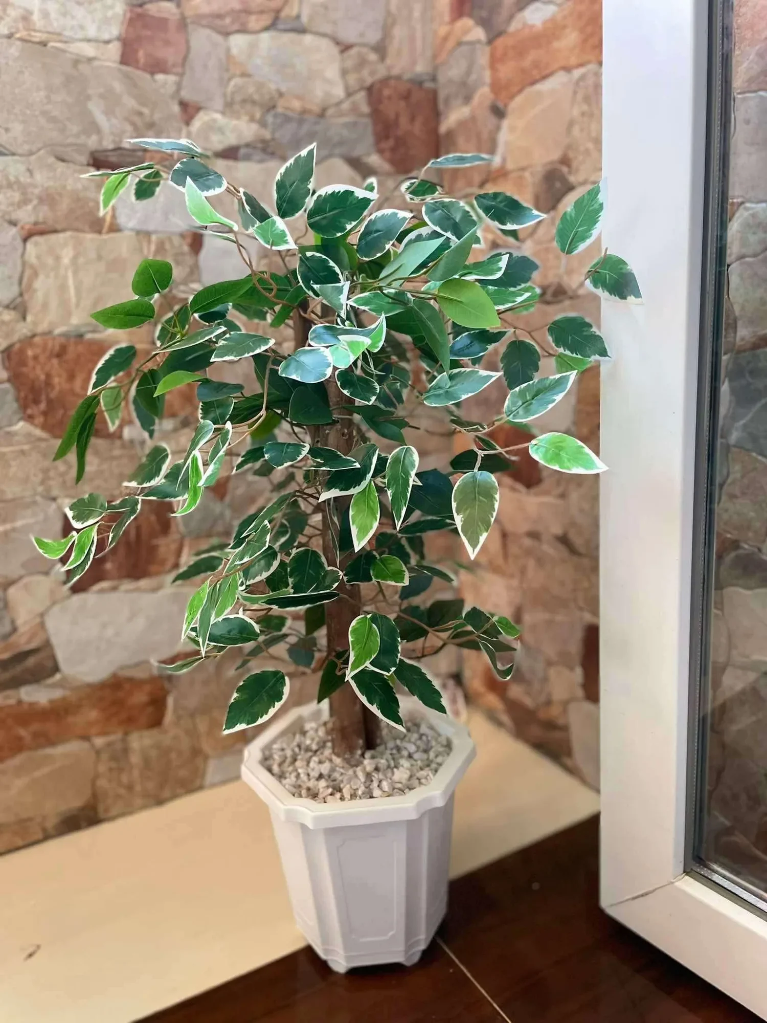 Ficus artificielle 80 cm - شجرة فيكوس اصطناعية