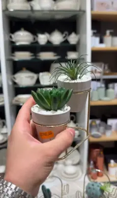 Les plantes decoratives