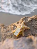 هيرش لهب (مَلِك الإطراءات و المطلوب عالمياً)
