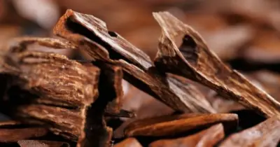 عود غريس