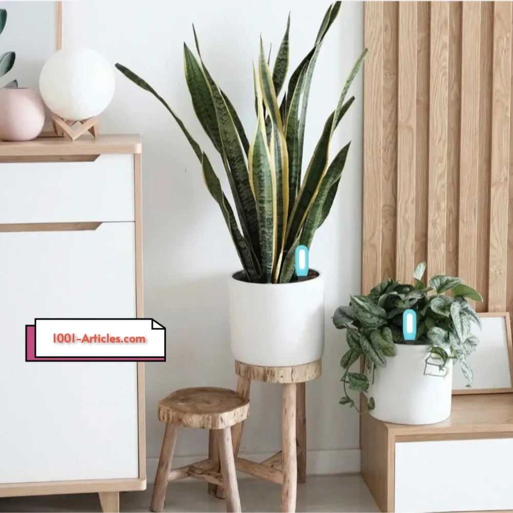 Testeur de Sol Intelligent Tuya Smart Zigbee.