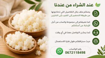 حبوب كيفير الحليب