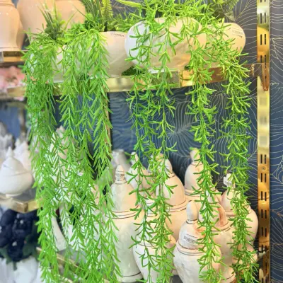 Plante tombante