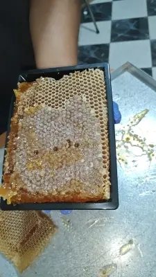 شهدة العسل الحر الطبيعي سدر و ازهار الجبل
