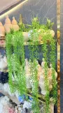 Plante tombante