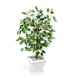 Ficus artificielle 80 cm - شجرة فيكوس اصطناعية
