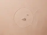 Eau nettoyante bébé sans rinçage 500ml