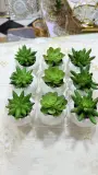Mini cactus pot en verre