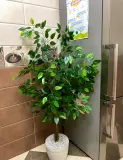 Ficus artificielle 140 cm - شجرة فيكوس اصطناعية