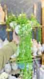 Plante tombante