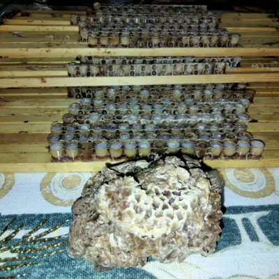 gelée royale bio natural