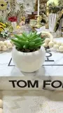 Mini cactus pot en verre
