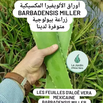 Feuilles d'Aloë Vera أوراق الألويفيرا